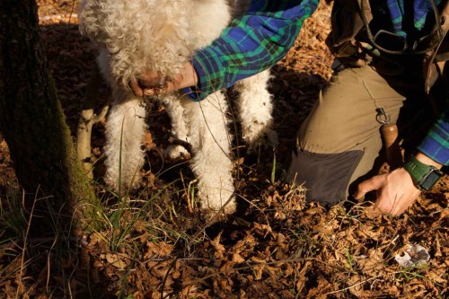 italy-truffle-hunting